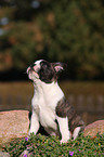 Boston Terrier Welpe