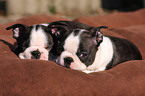 Boston Terrier Welpen