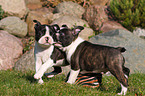 Boston Terrier Welpen