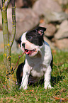 Boston Terrier Welpe