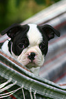 Boston Terrier Welpe