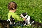 Kind und Boston Terrier Welpen