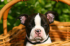 Boston Terrier Welpe