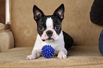 Boston Terrier