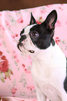 Boston Terrier Portrait