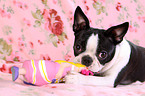 Boston Terrier