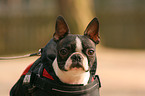 Boston Terrier Portrait