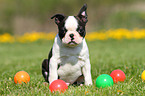 Boston Terrier Welpe