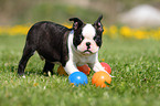 Boston Terrier Welpe