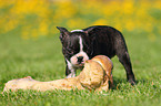 Boston Terrier Welpe