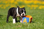 Boston Terrier Welpe