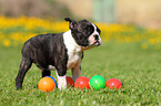 Boston Terrier Welpe