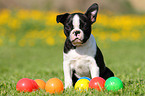 Boston Terrier Welpe