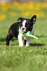 Boston Terrier Welpe