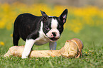 Boston Terrier Welpe