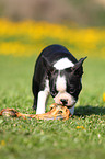 Boston Terrier Welpe