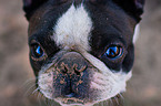 Boston Terrier Portrait