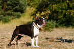 Boston Terrier