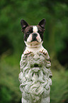 Boston Terrier Portrait