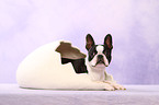 liegender Boston Terrier