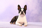 liegender Boston Terrier