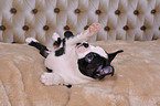 Boston Terrier Welpe