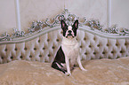 sitzender Boston Terrier