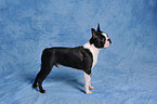 Boston Terrier