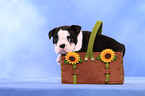 Boston Terrier Welpe