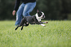 rennender Boston Terrier