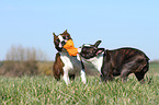 2 Boston Terrier