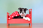 Boston Terrier Welpe