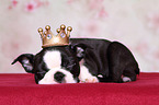 Boston Terrier Welpe