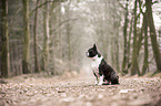 sitzender Boston Terrier