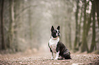 sitzender Boston Terrier