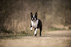 rennender Boston Terrier