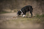 Boston Terrier mit Stock