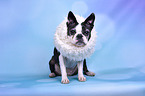 sitzender Boston Terrier