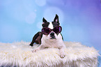 liegender Boston Terrier