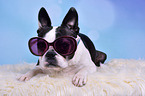 liegender Boston Terrier