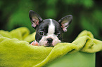 Boston Terrier Welpe