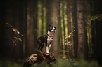 Boston Terrier Welpe