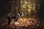 Boston Terrier Welpe