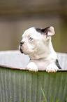 Boston Terrier Welpe