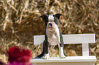 stehender Boston Terrier Welpe