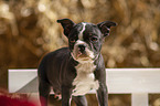 Boston Terrier Welpe Portrait