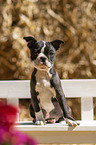 sitzender Boston Terrier Welpe