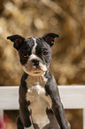 Boston Terrier Welpe Portrait