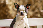 Boston Terrier Welpe Portrait