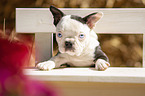 liegender Boston Terrier Welpe